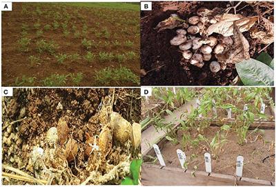 Plant growth-promoting rhizobacteria for orphan legume production: Focus on yield and disease resistance in Bambara groundnut